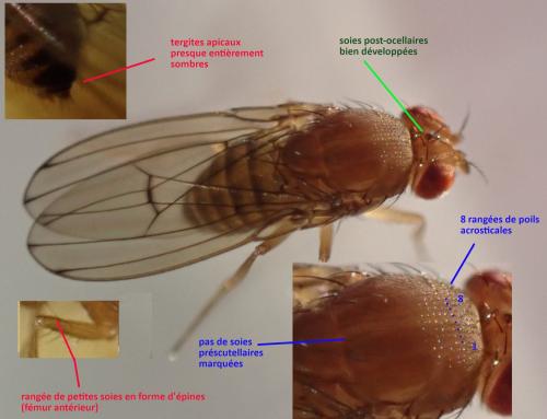 Drosophila immigrans